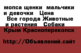 мопса щенки -мальчики и девочки › Цена ­ 25 000 - Все города Животные и растения » Собаки   . Крым,Красноперекопск